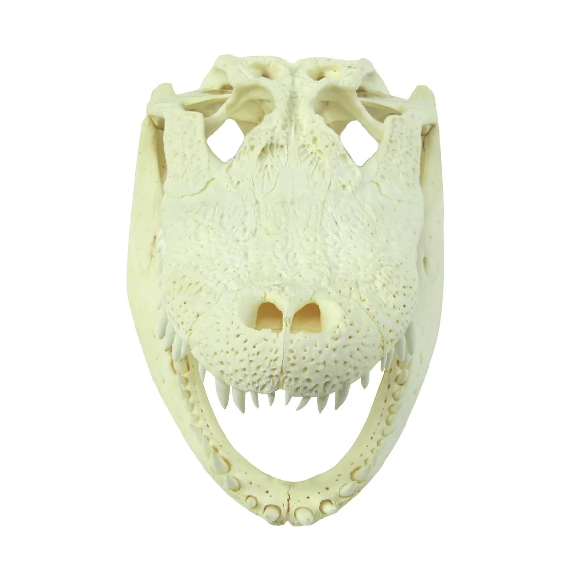 10" Real Alligator Taxidermy Gator Skull Genuine Animal Reptile Head Desk Decor - Image 3