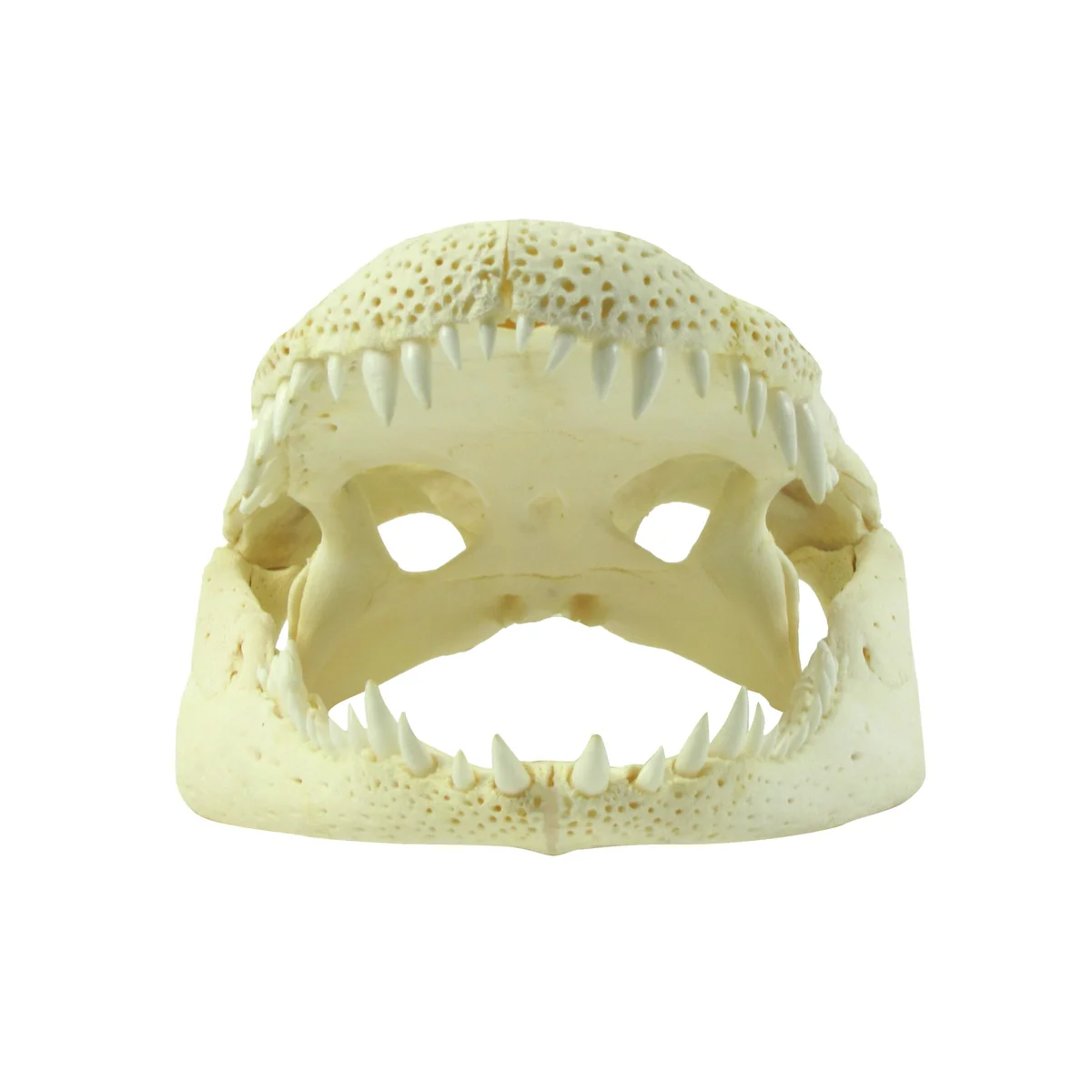 10" Real Alligator Taxidermy Gator Skull Genuine Animal Reptile Head Desk Decor - Image 4