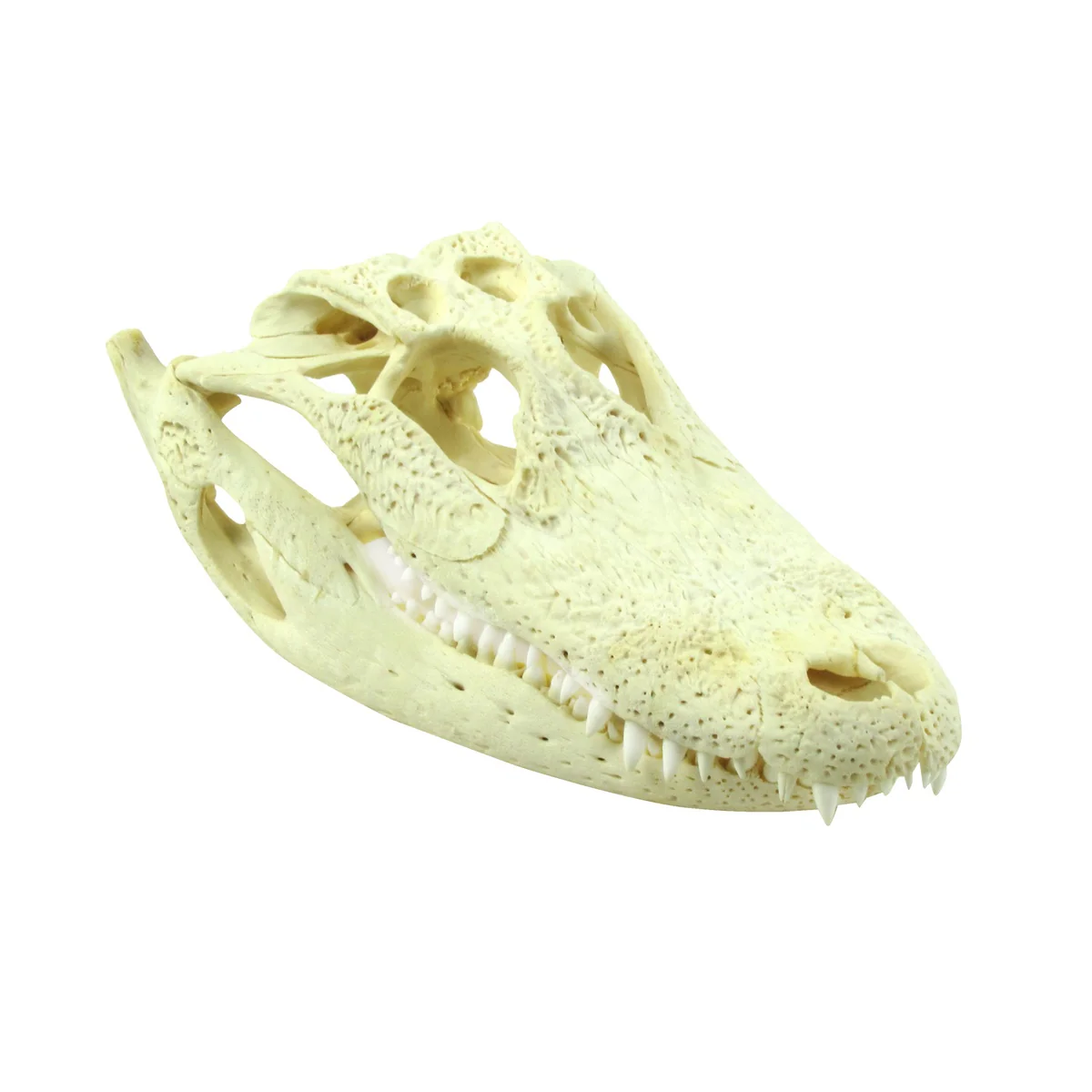 10" Real Alligator Taxidermy Gator Skull Genuine Animal Reptile Head Desk Decor - Image 5