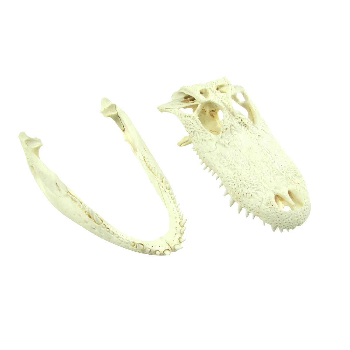 10" Real Alligator Taxidermy Gator Skull Genuine Animal Reptile Head Desk Decor - Image 6