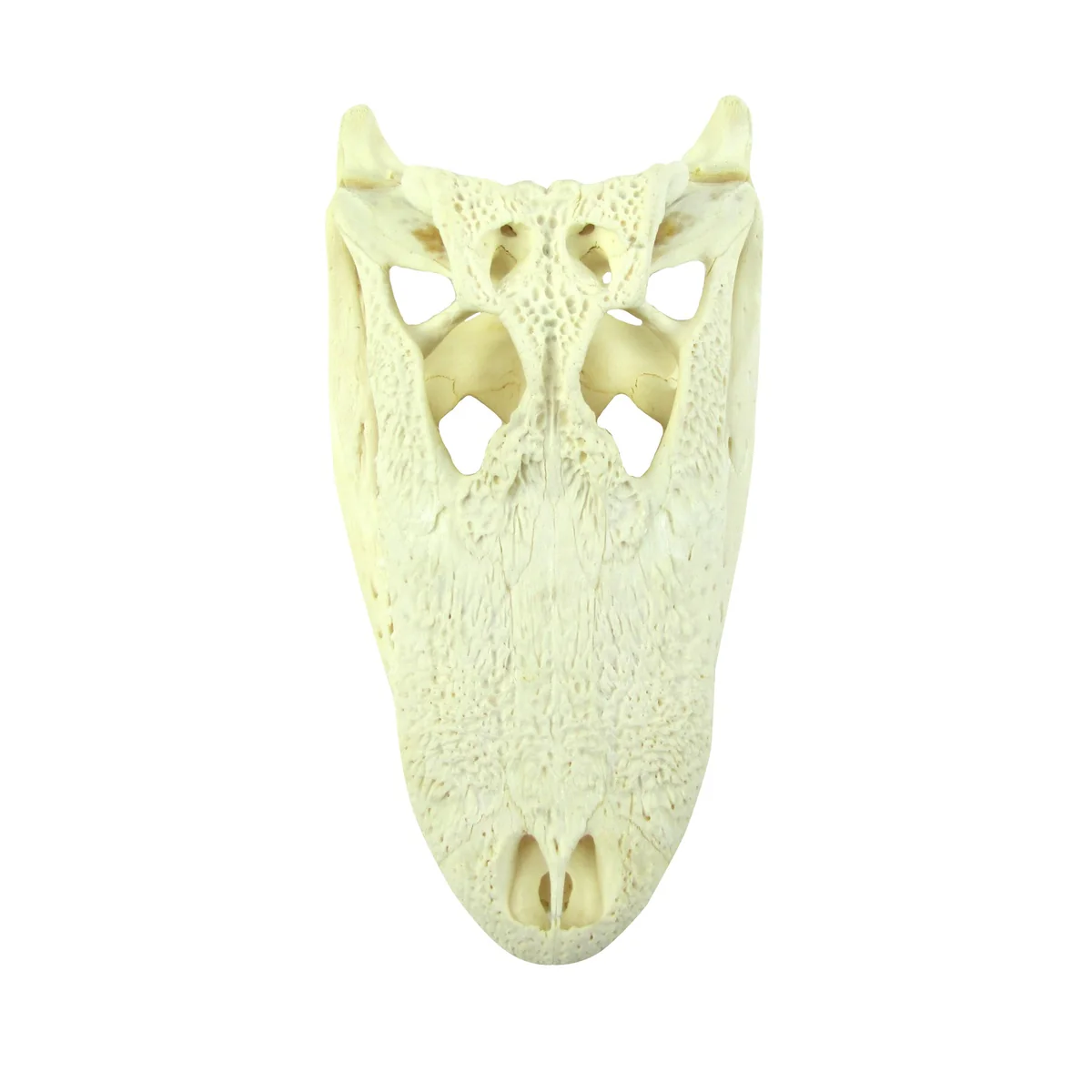 10" Real Alligator Taxidermy Gator Skull Genuine Animal Reptile Head Desk Decor - Image 7