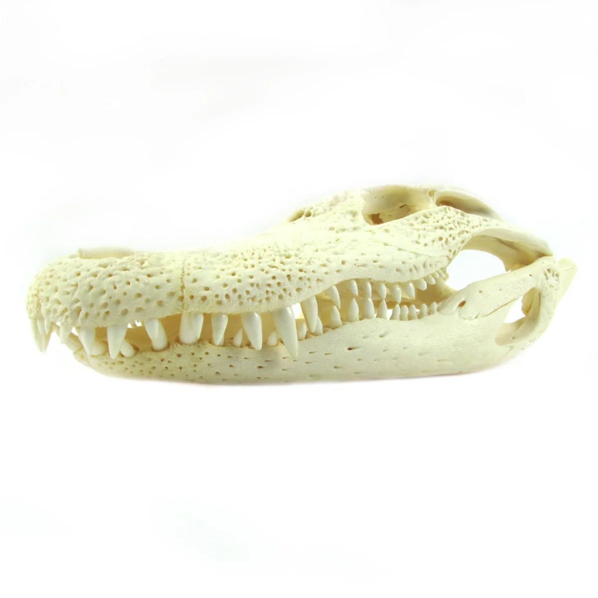 10" Real Alligator Taxidermy Gator Skull Genuine Animal Reptile Head Desk Decor - Image 8