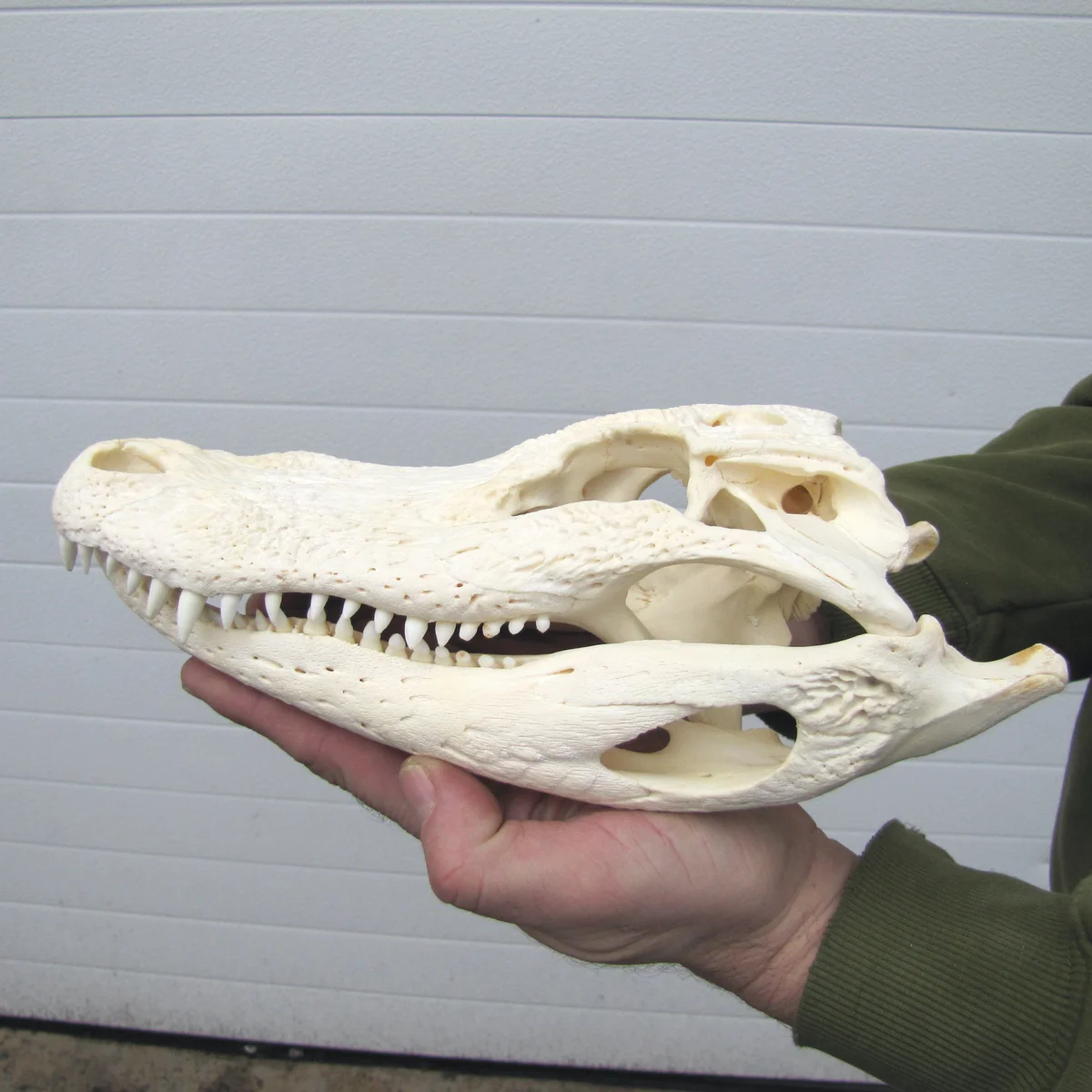 10" Real Alligator Taxidermy Gator Skull Genuine Animal Reptile Head Desk Decor - Image 9