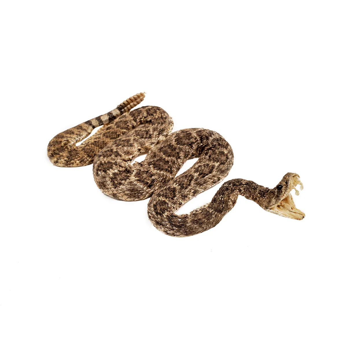 100% Genuine Real Eastern Diamondback Rattlesnake Taxidermy Snake Striking Mount