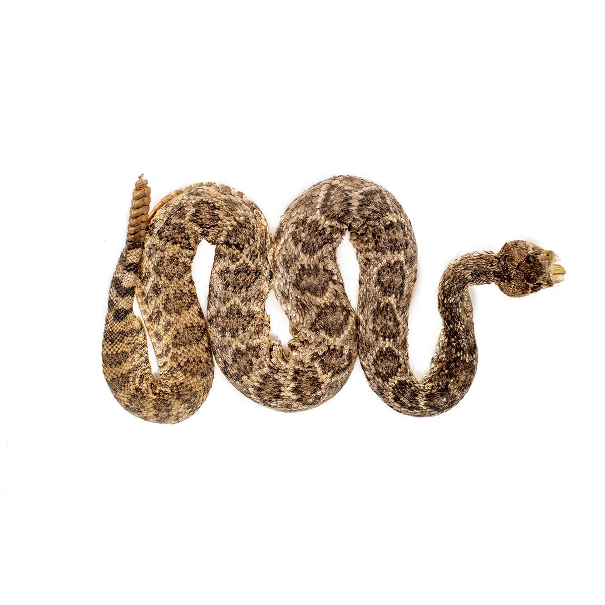 100% Genuine Real Eastern Diamondback Rattlesnake Taxidermy Snake Striking Mount - Image 2