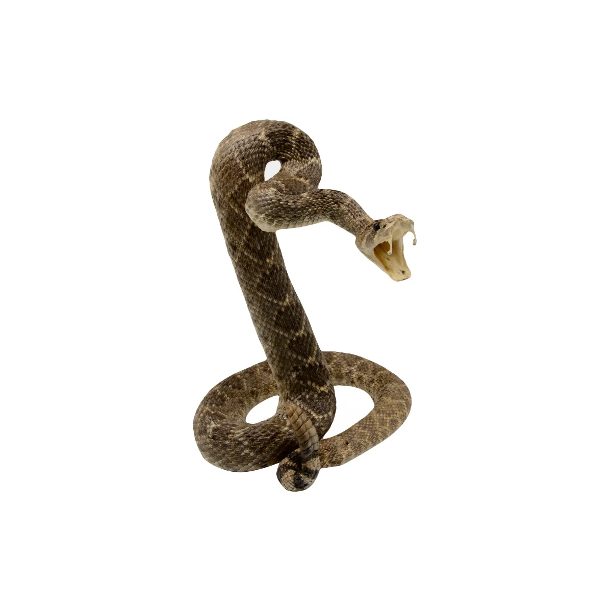 100% Genuine Real Striking Eastern Diamondback Rattlesnake Mount