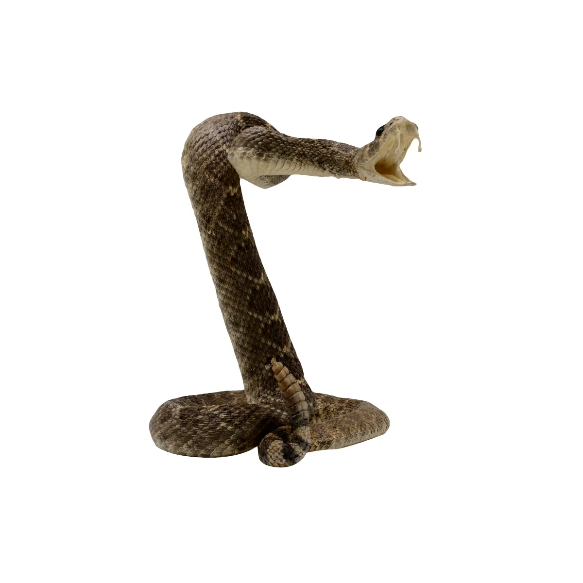 100% Genuine Real Striking Eastern Diamondback Rattlesnake Mount - Image 2