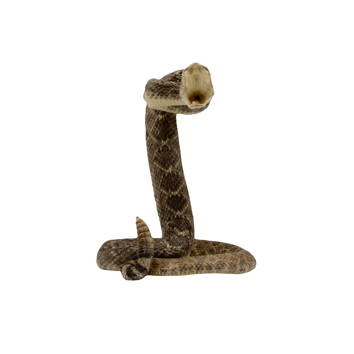 100% Genuine Real Striking Eastern Diamondback Rattlesnake Mount - Image 3