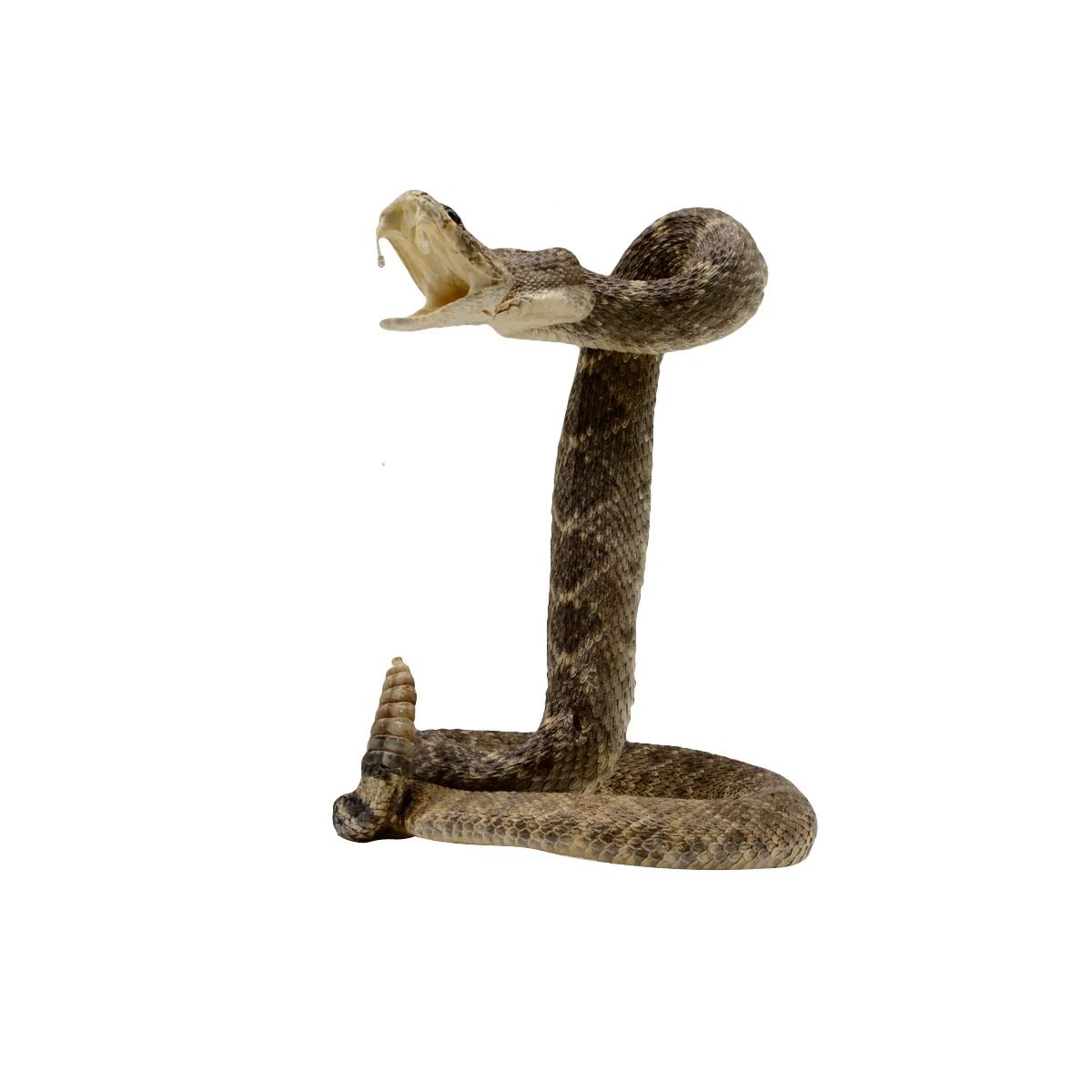 100% Genuine Real Striking Eastern Diamondback Rattlesnake Mount - Image 4