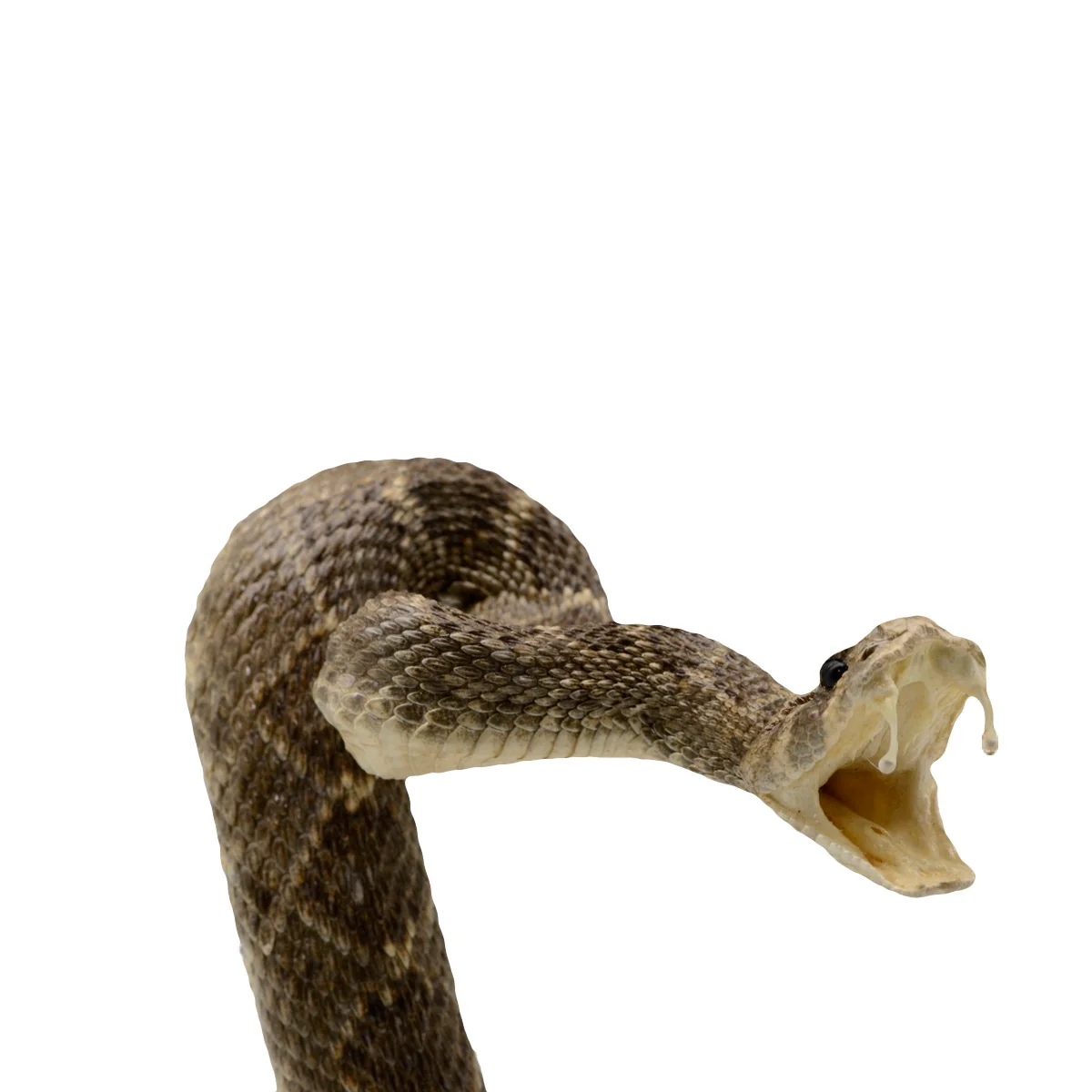 100% Genuine Real Striking Eastern Diamondback Rattlesnake Mount - Image 5