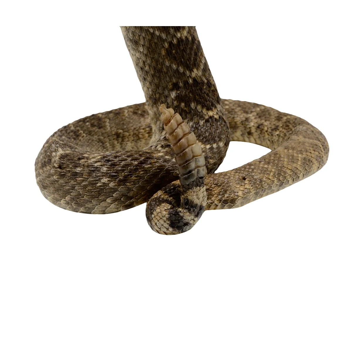 100% Genuine Real Striking Eastern Diamondback Rattlesnake Mount - Image 6