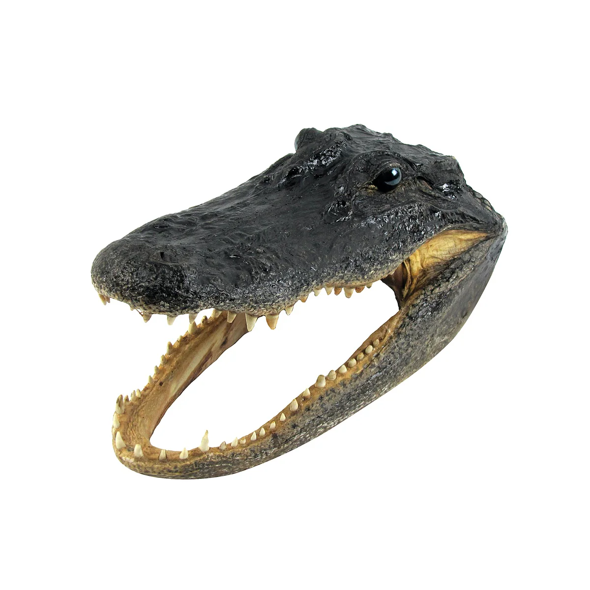 11" Real Alligator Taxidermy Gator Head Authentic Genuine Animal Reptile Skull