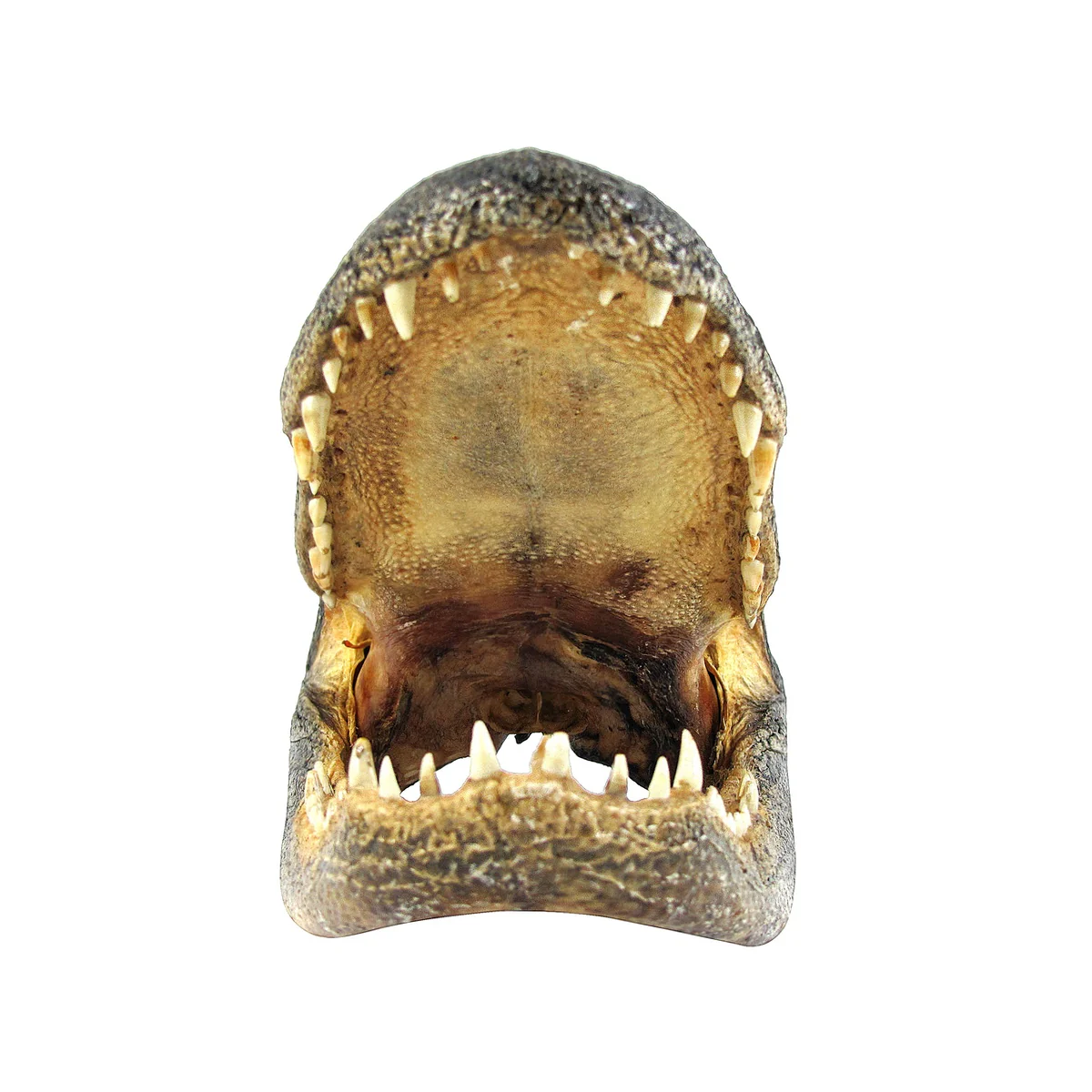 11" Real Alligator Taxidermy Gator Head Authentic Genuine Animal Reptile Skull - Image 2