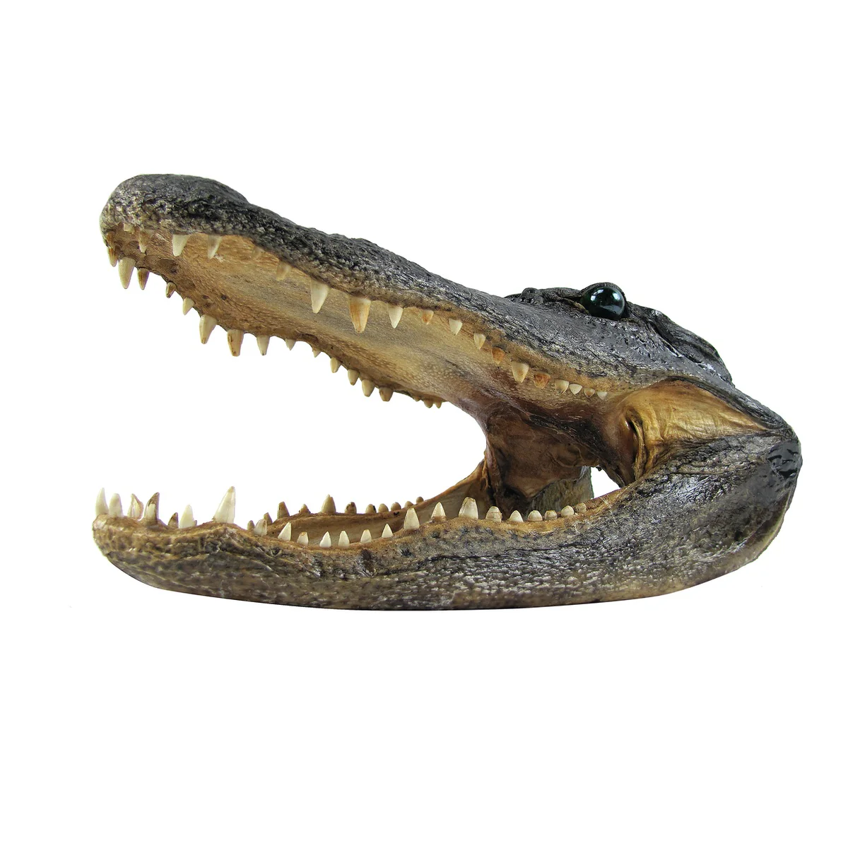 11" Real Alligator Taxidermy Gator Head Authentic Genuine Animal Reptile Skull - Image 3