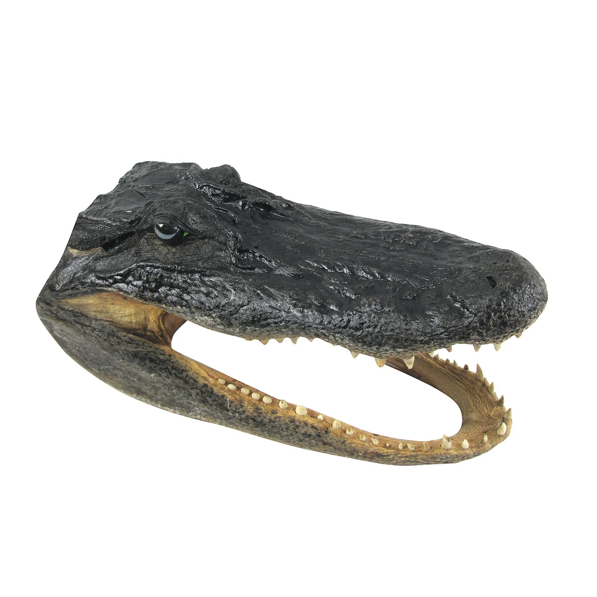 11" Real Alligator Taxidermy Gator Head Authentic Genuine Animal Reptile Skull - Image 4
