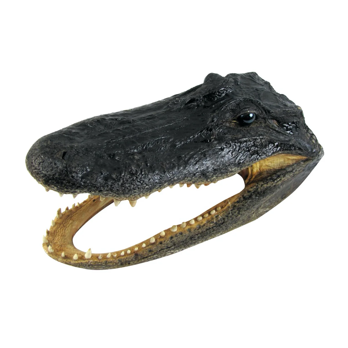 11" Real Alligator Taxidermy Gator Head Authentic Genuine Animal Reptile Skull - Image 5