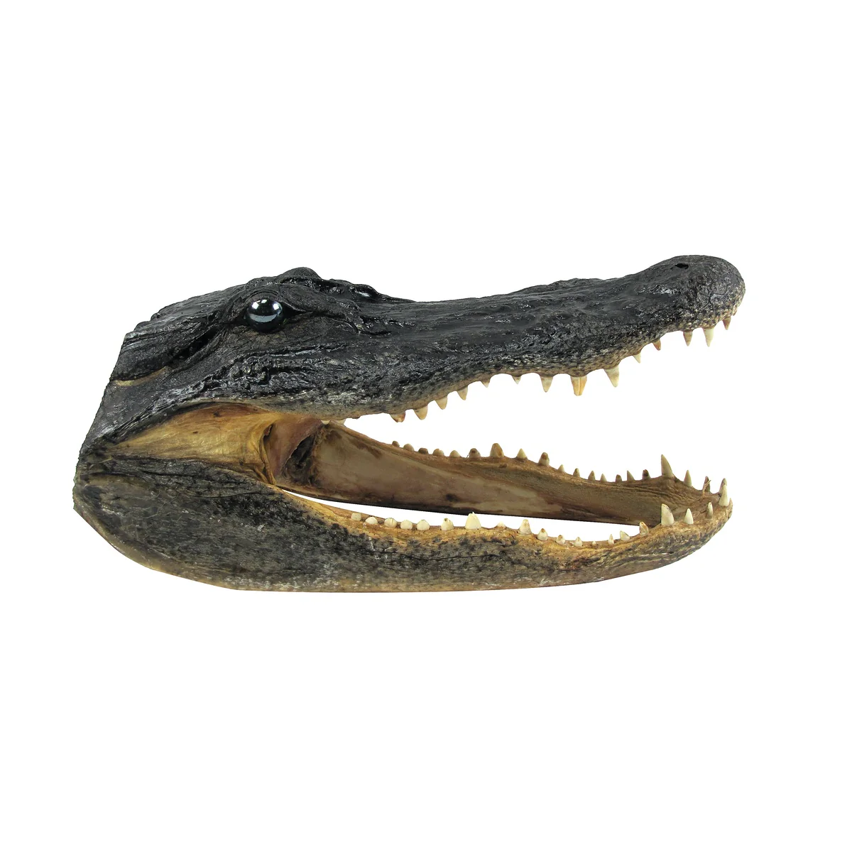 11" Real Alligator Taxidermy Gator Head Authentic Genuine Animal Reptile Skull - Image 6