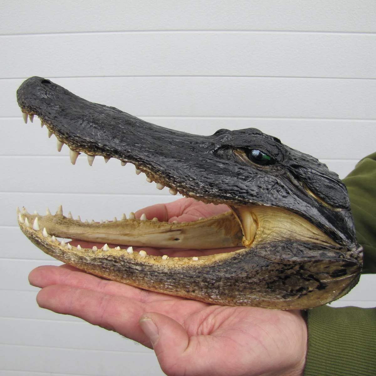 11" Real Alligator Taxidermy Gator Head Authentic Genuine Animal Reptile Skull - Image 8