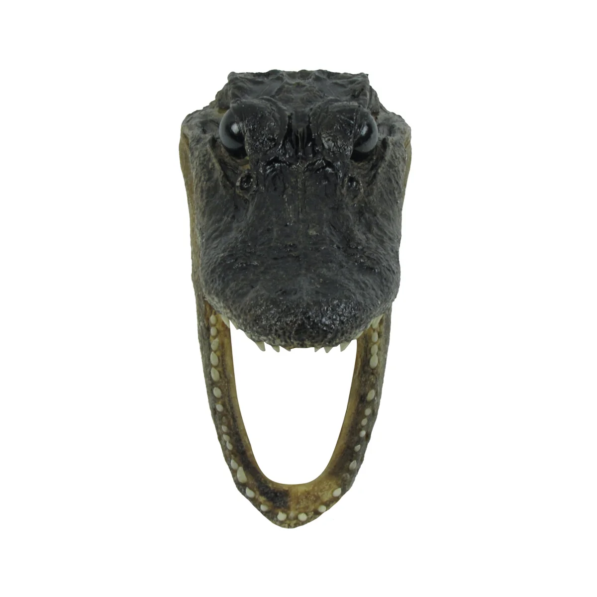5" Genuine Alligator Taxidermy Gator Skull Real Animal Reptile Head Desk Decor - Image 2