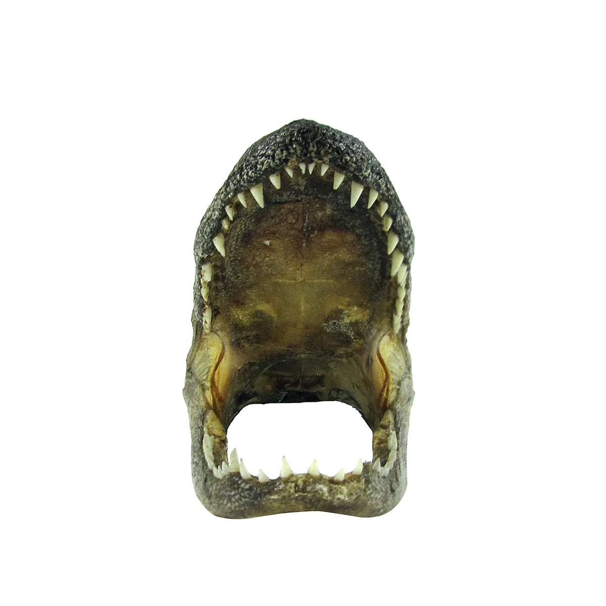 5" Genuine Alligator Taxidermy Gator Skull Real Animal Reptile Head Desk Decor - Image 3