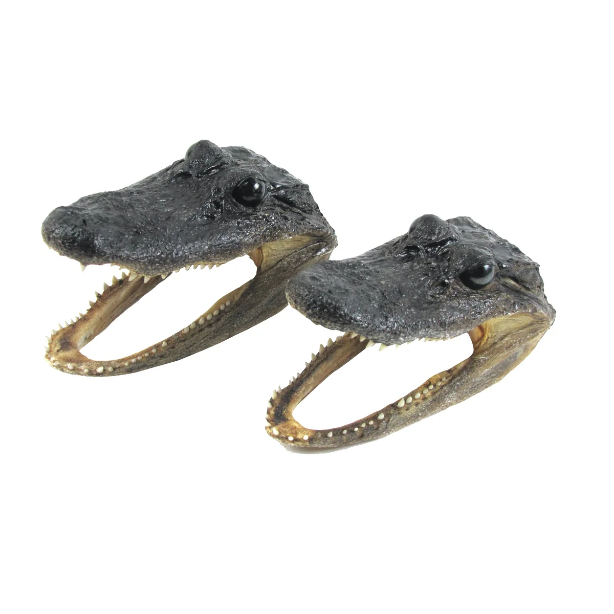 5" Genuine Alligator Taxidermy Gator Skull Real Animal Reptile Head Desk Decor - Image 4