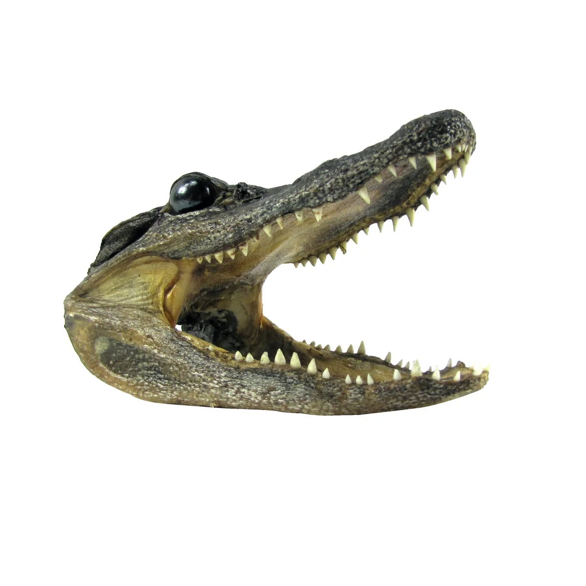 5" Genuine Alligator Taxidermy Gator Skull Real Animal Reptile Head Desk Decor - Image 5
