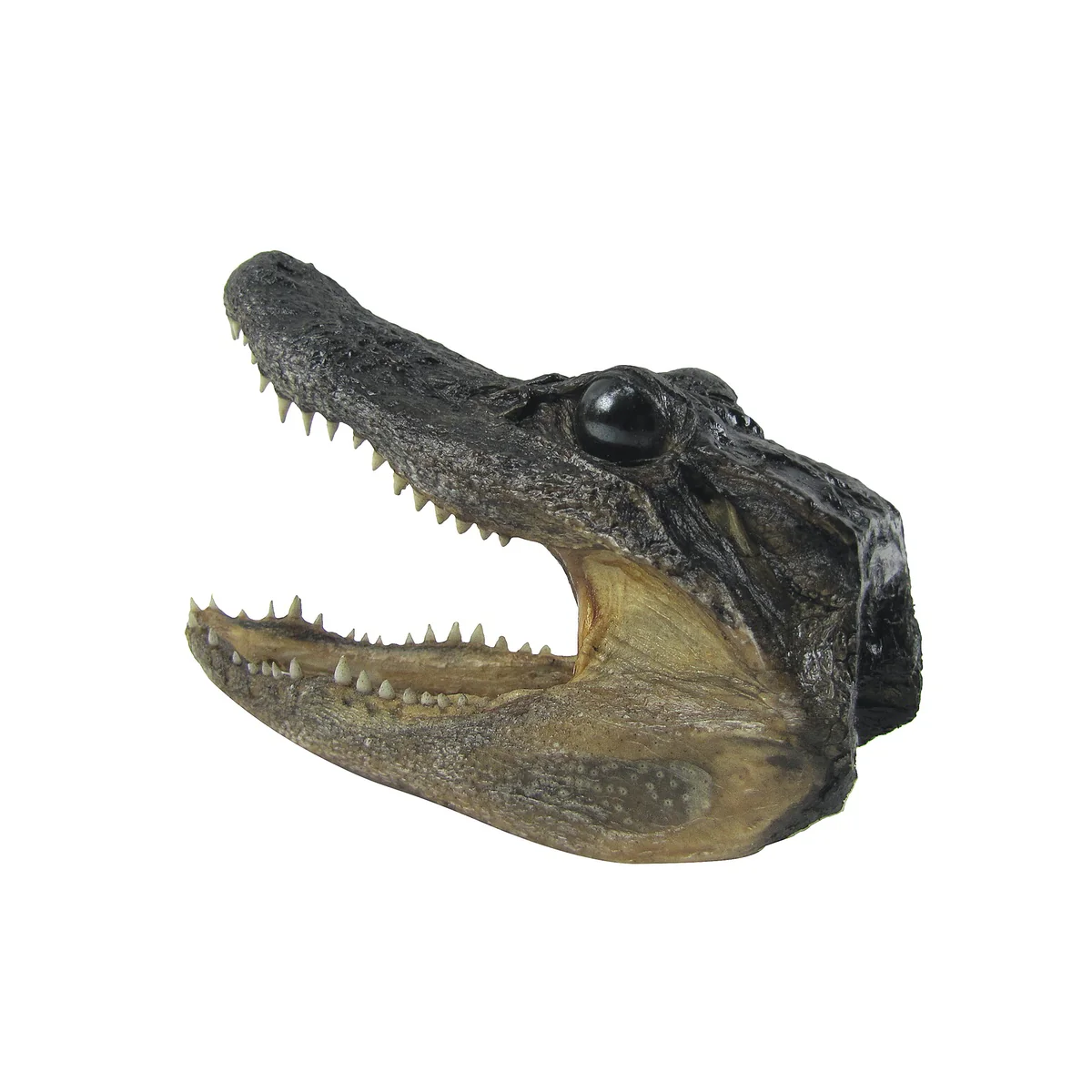 5" Genuine Alligator Taxidermy Gator Skull Real Animal Reptile Head Desk Decor - Image 6