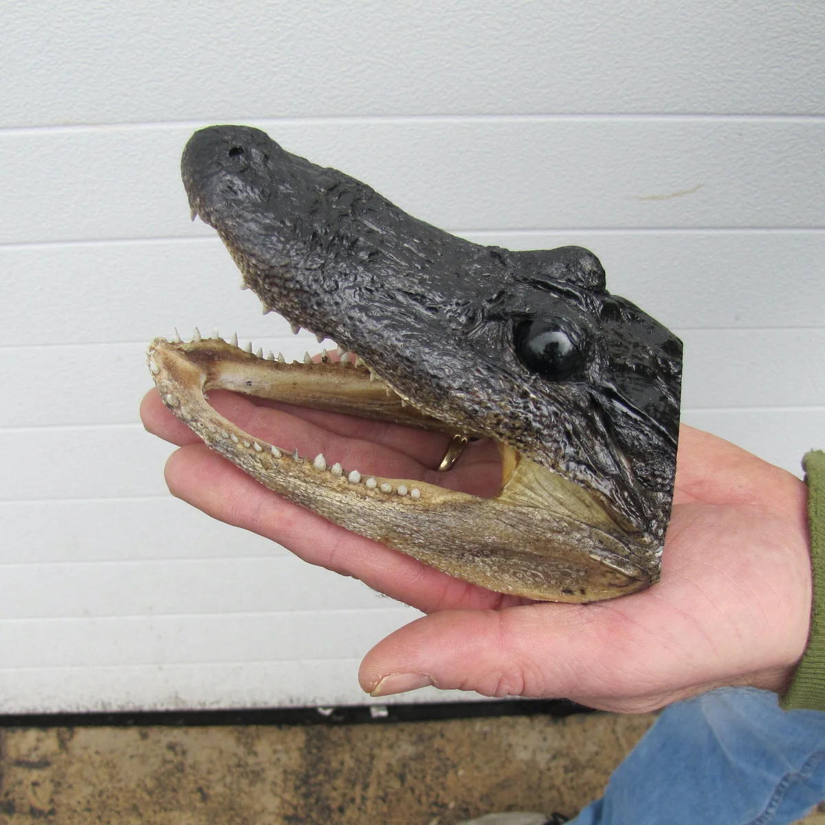 5" Genuine Alligator Taxidermy Gator Skull Real Animal Reptile Head Desk Decor - Image 7