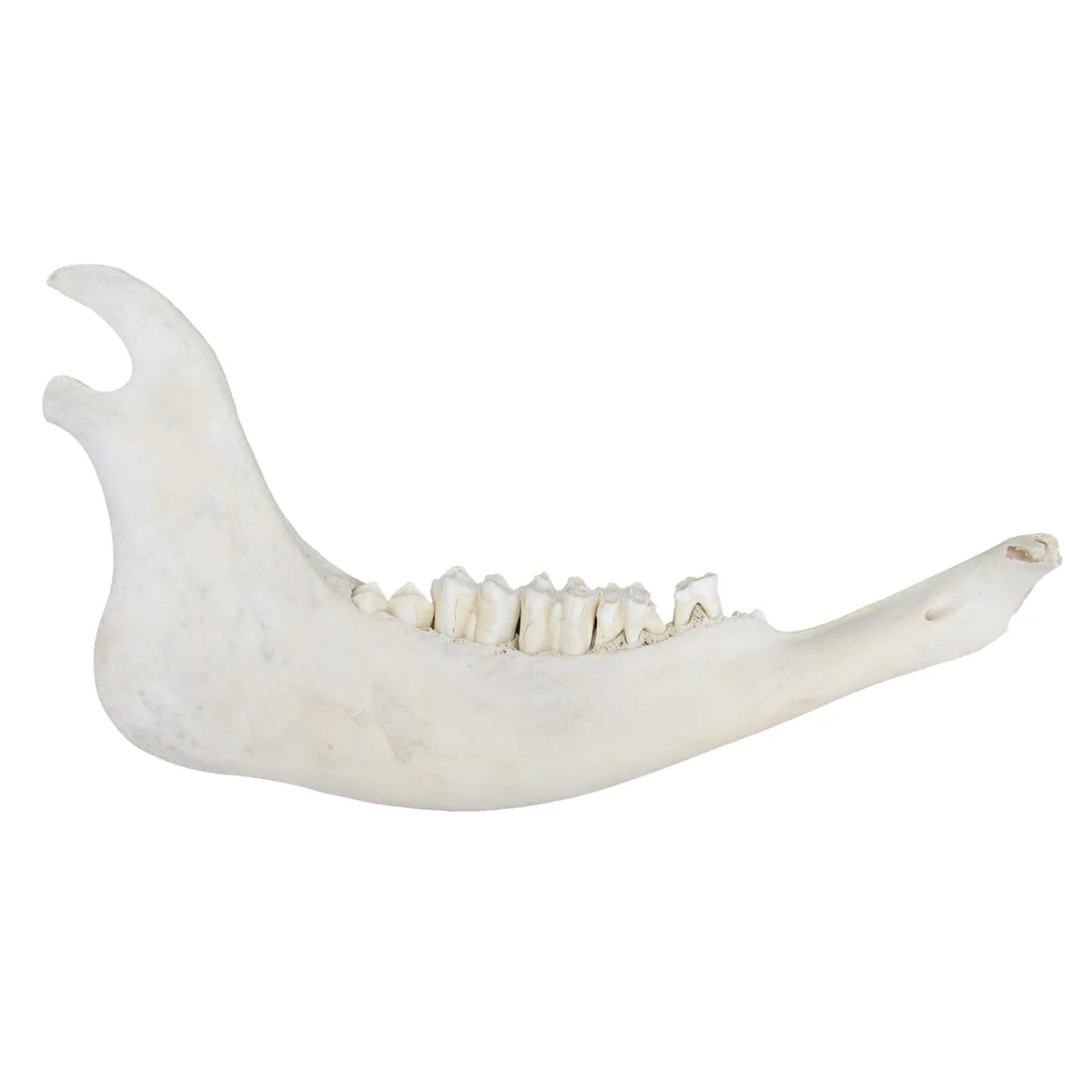 Authentic American Bison Jawbone Genuine Buffalo Bull Teeth Real Cow Taxidermy - Image 2