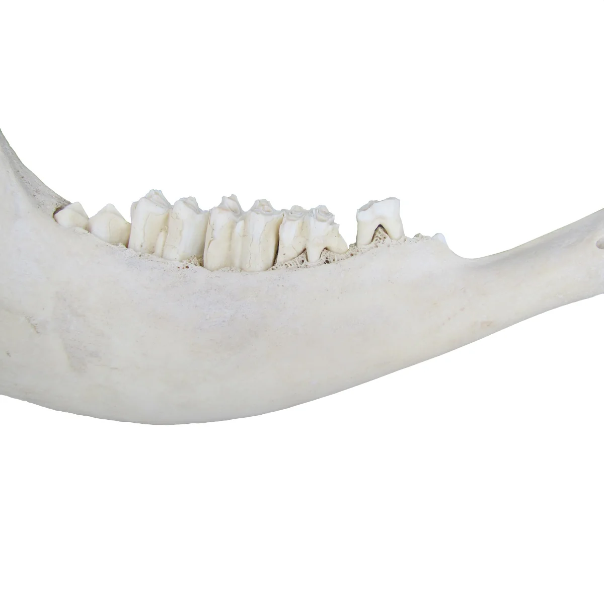 Authentic American Bison Jawbone Genuine Buffalo Bull Teeth Real Cow Taxidermy - Image 3