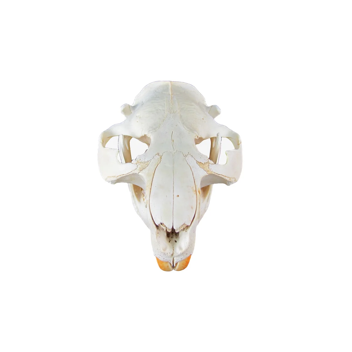 Authentic Beaver Skull Real Taxidermy Genuine Animal Bones Hunting Cabin Decor - Image 4
