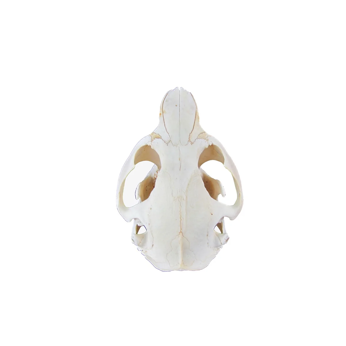 Authentic Beaver Skull Real Taxidermy Genuine Animal Bones Hunting Cabin Decor - Image 5