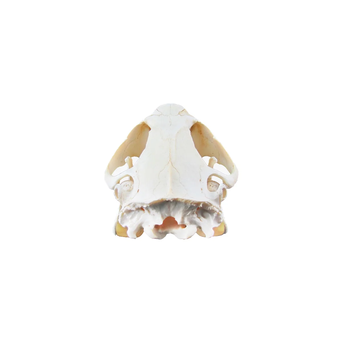 Authentic Beaver Skull Real Taxidermy Genuine Animal Bones Hunting Cabin Decor - Image 6