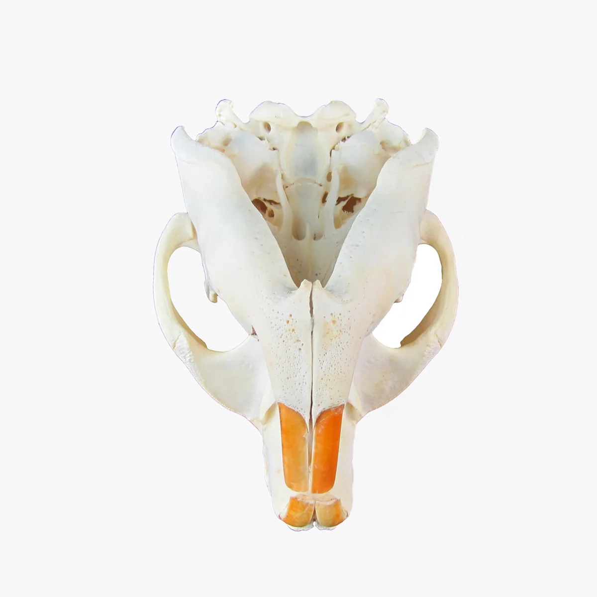 Authentic Beaver Skull Real Taxidermy Genuine Animal Bones Hunting Cabin Decor - Image 7