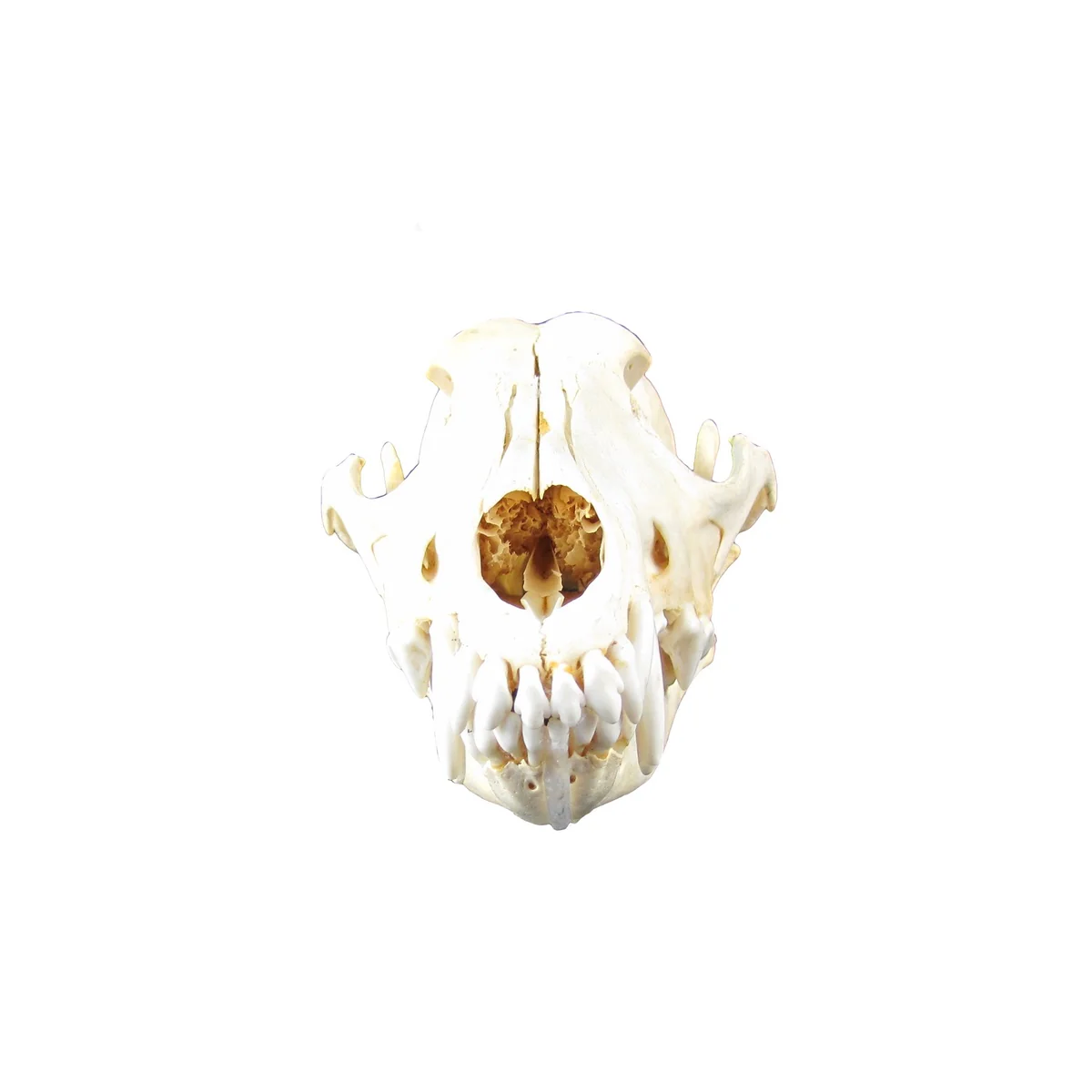 Authentic Coyote Skull Real Taxidermy Genuine Animal Bones Hunting Cabin Decor - Image 2