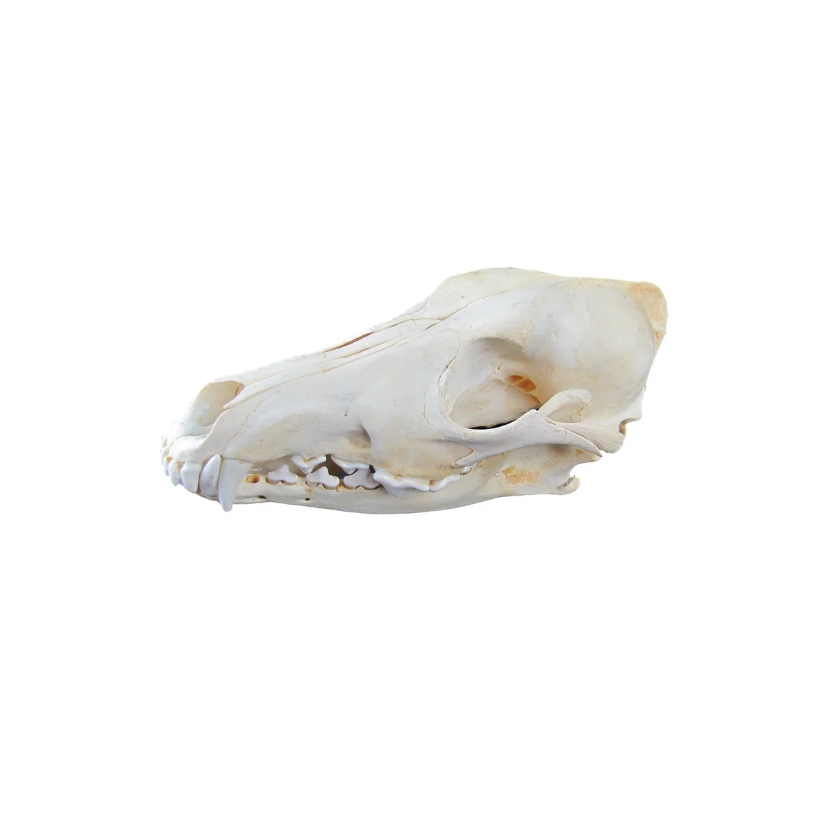 Authentic Coyote Skull Real Taxidermy Genuine Animal Bones Hunting Cabin Decor - Image 3