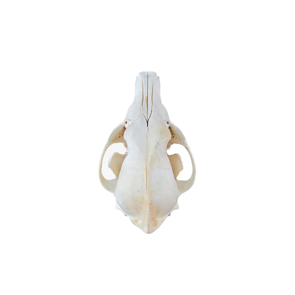 Authentic Coyote Skull Real Taxidermy Genuine Animal Bones Hunting Cabin Decor - Image 4