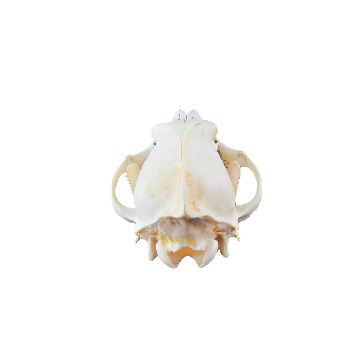 Authentic Coyote Skull Real Taxidermy Genuine Animal Bones Hunting Cabin Decor - Image 5