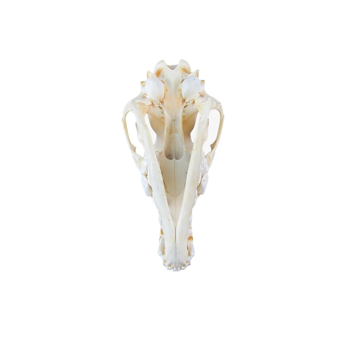 Authentic Coyote Skull Real Taxidermy Genuine Animal Bones Hunting Cabin Decor - Image 6