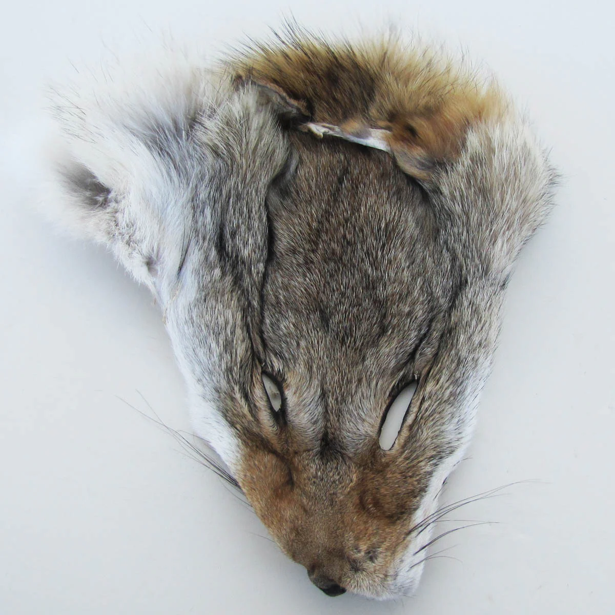 Authentic Large Wild Coyote Head Face Pelt
