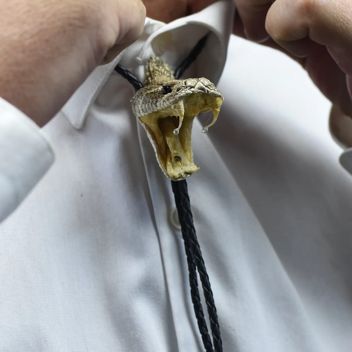 Authentic Taxidermy Rattlesnake Head Bolo Necktie Western Cowboy Snake Neck Tie - Image 4