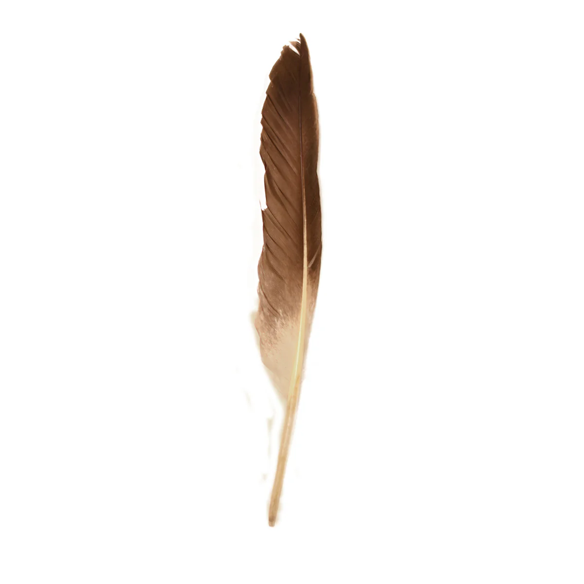 Bulk Duck Hat Crafts Feathers White Fly Tying Feather Fishing Tackle Materials - Image 2
