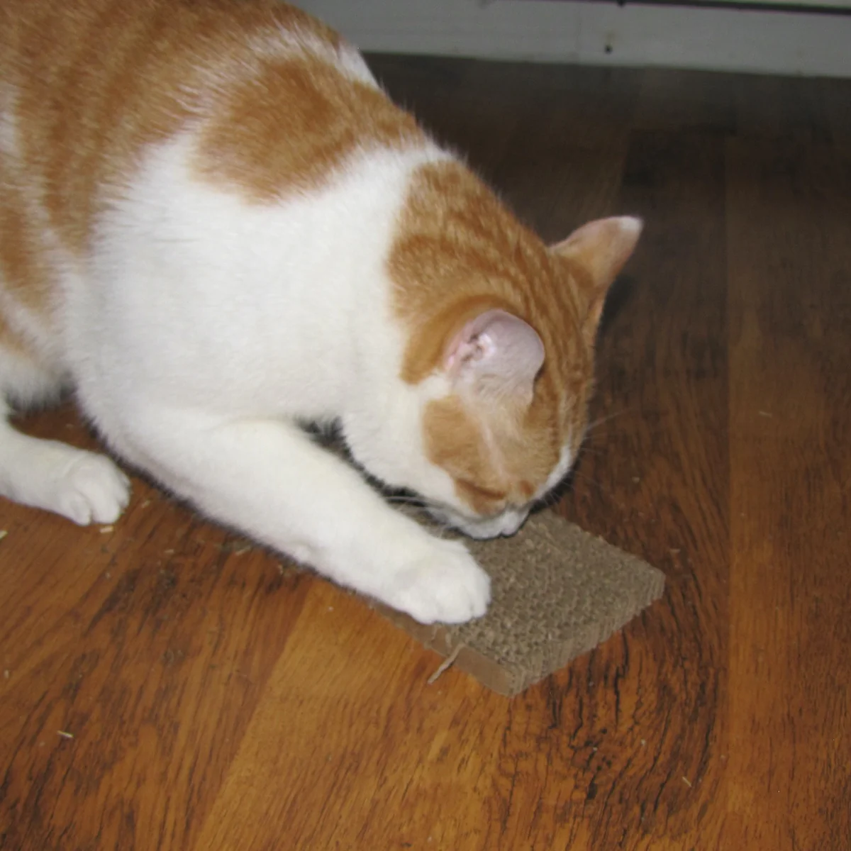 Cardboard Cat Scratch Pad Catnip Scratcher Board Indoor Kitten Toy Pet Accessory - Image 6