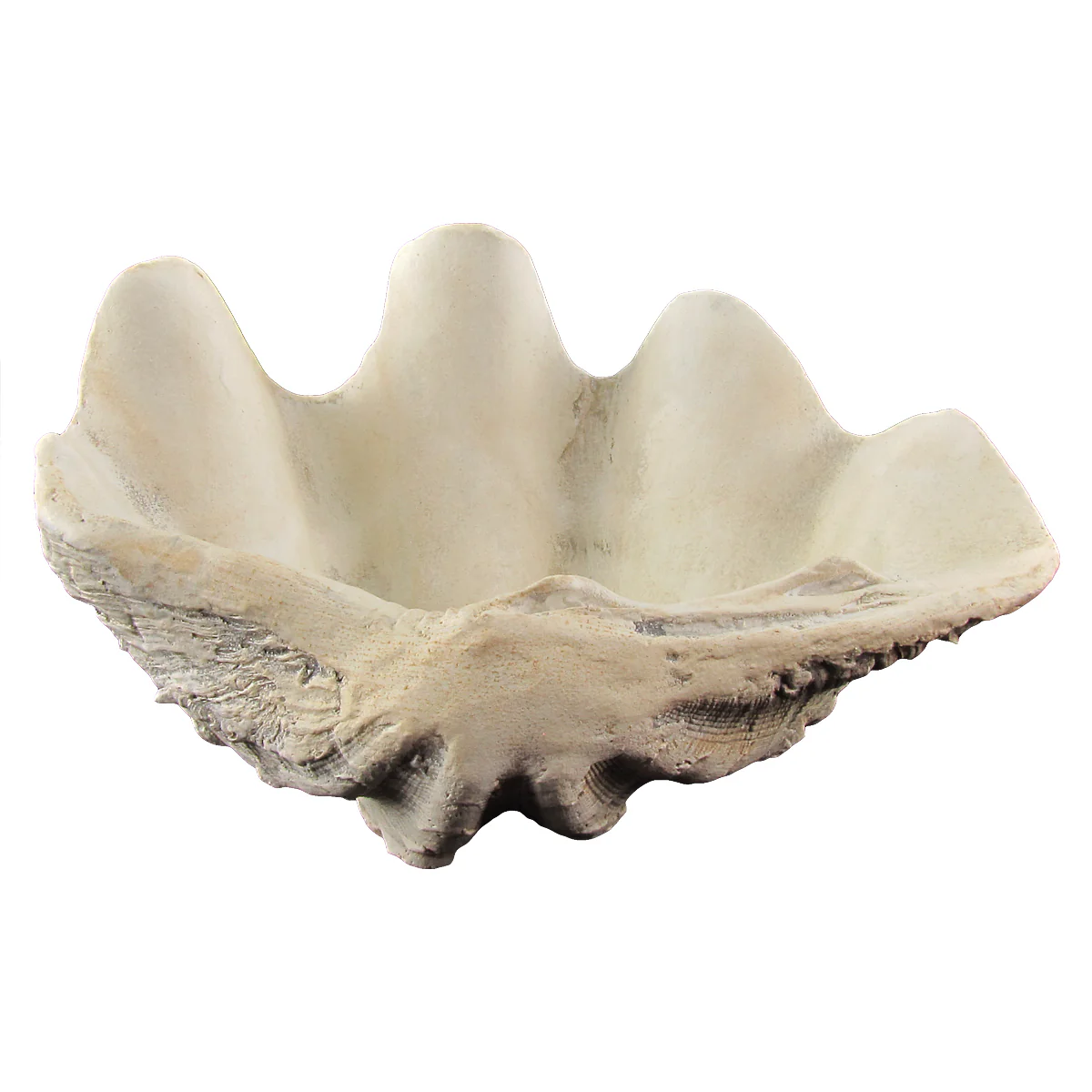 Cast Hippopus Clamshell Home Decor - Image 2