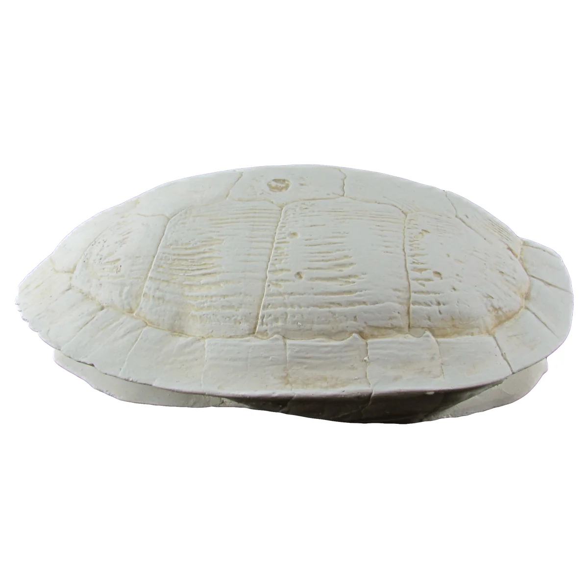 Cast Sea Turtle Shell Wall Decor - Image 2