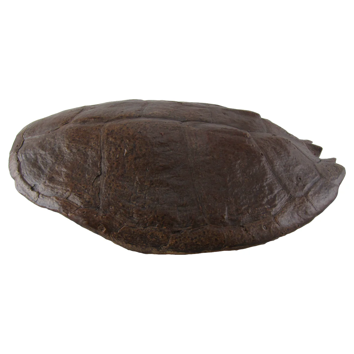 Full Grown Large Sea Turtle Shell Wall Decor - Image 2