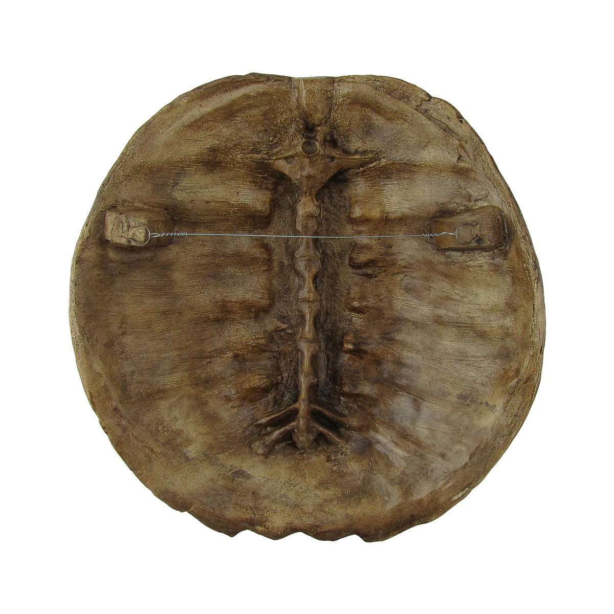 Full Grown Large Sea Turtle Shell Wall Decor - Image 3