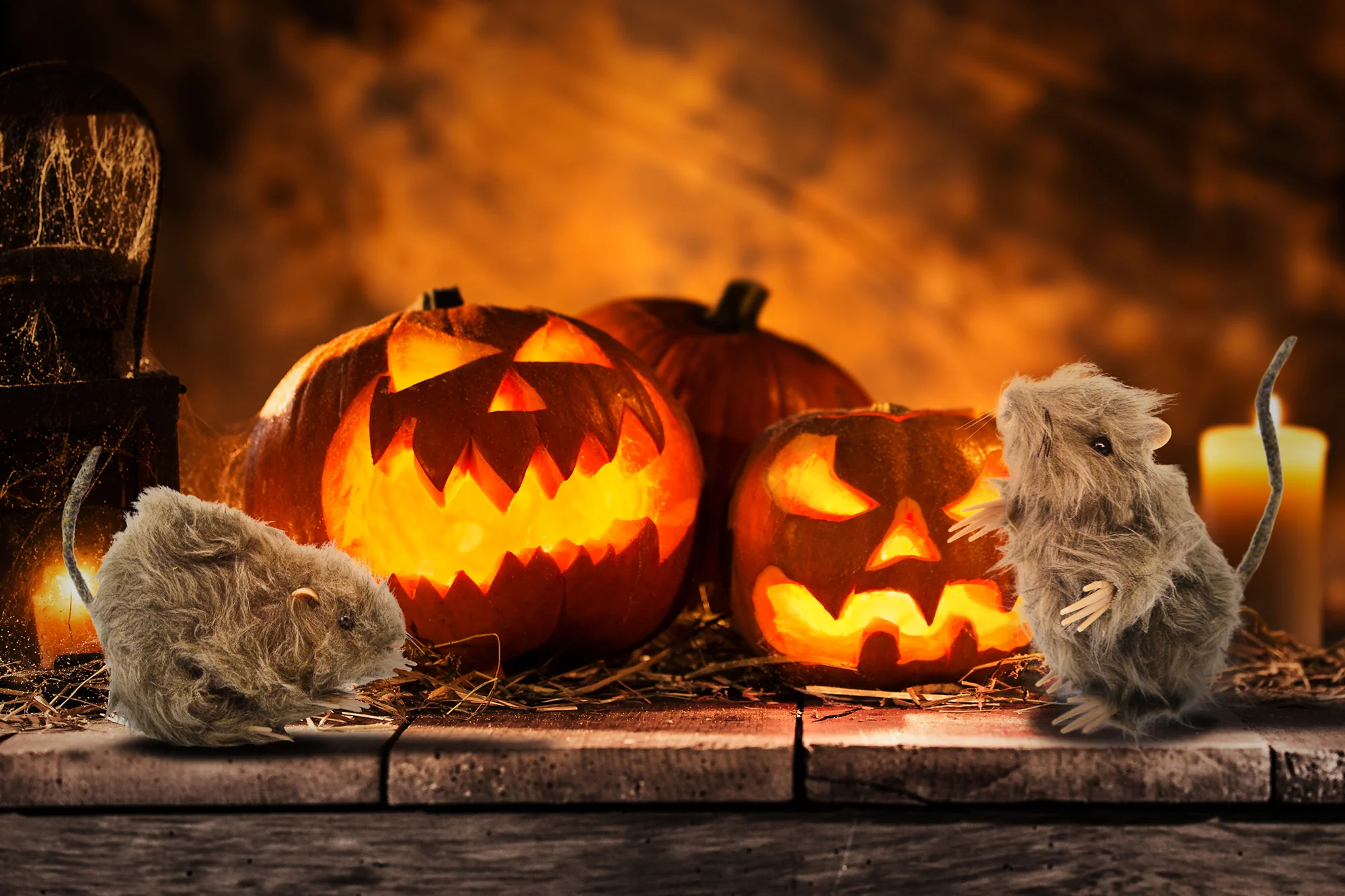Furry 2 Mouse Rat Scary Spooky Indoor Decor Cat Toy Doll Halloween Decorations - Image 5