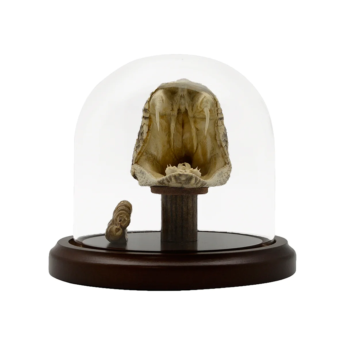 Genuine Eastern Diamondback Rattlesnake Head and Tail Rattle In Glass Display - Image 3