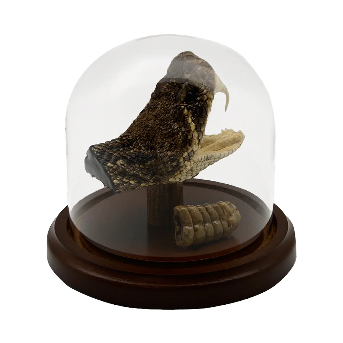 Genuine Eastern Diamondback Rattlesnake Head and Tail Rattle In Glass Display - Image 4